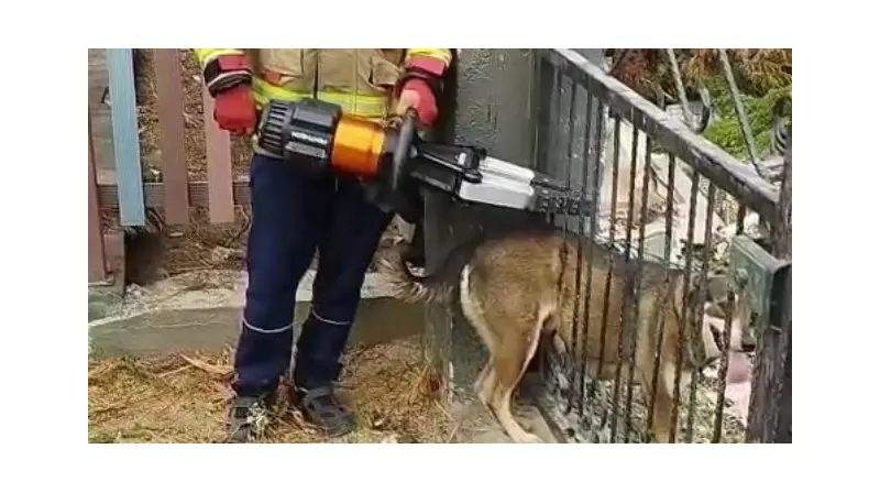 Demir Korkuluklar Arasında Sıkışan Köpek, İtfaiyenin Çabasıyla Kurtarıldı!