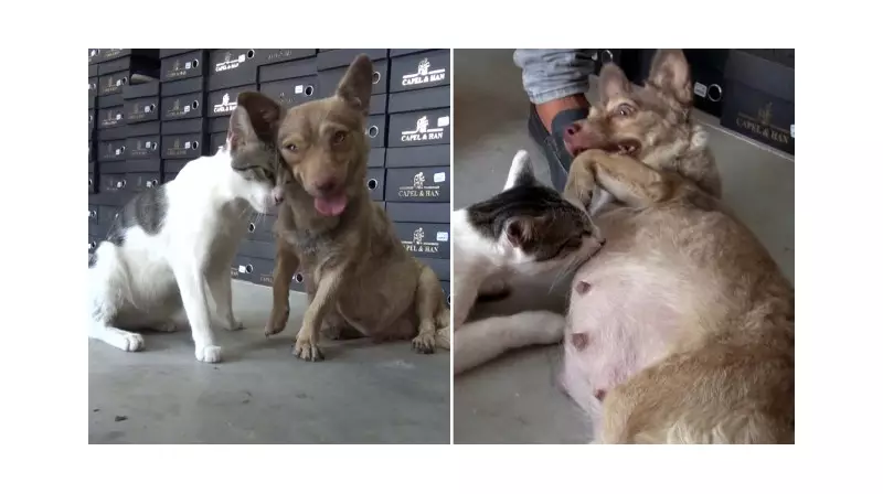 Depremzede Köpek, Çöpte Bulunan Yavru Kediye Anne Şefkati Gösteriyor!