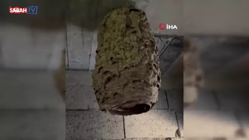 Devasa Arı Kovanı Görenleri Hayrete Düşürdü: İşte Şaşırtıcı Detaylar!