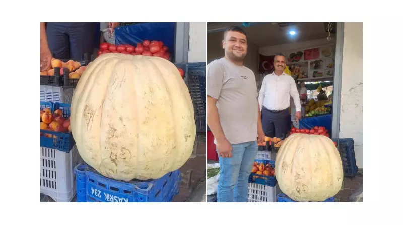 Devasa Bal Kabağı Şaşırttı: Tam 85 Kilo!