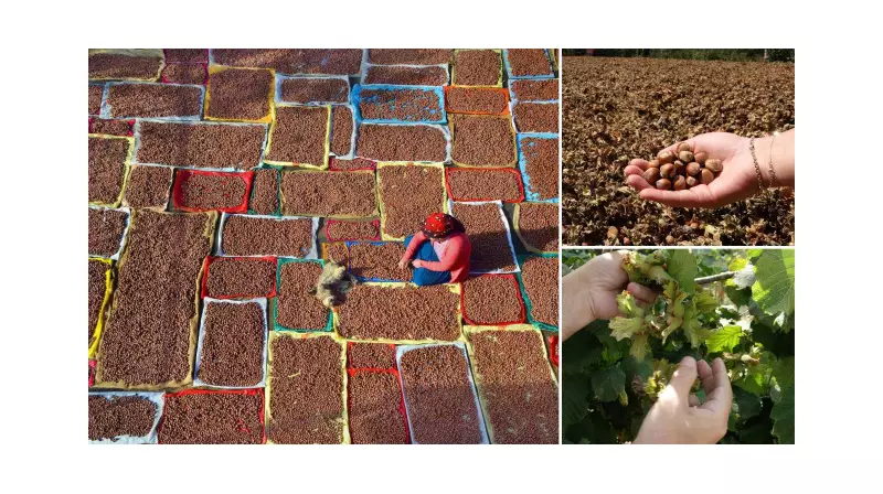 Düşük Rekolteye Rağmen İhracatta Rekor Hedefi: Türkiye'nin Tarım Stratejisi Nasıl Şekilleniyor?