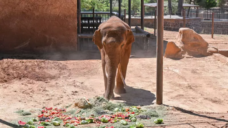 Dünyanın İlk Tüp Bebek Fili Gabi'ye Dünya Fil Günü'nde Muhteşem Sürpriz!