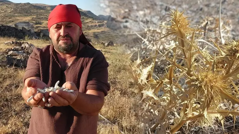 Doğanın Altın Değerindeki Siyah İncisi: Yabani Kuşkonmazın Kilosu 10 Bin Liraya Ulaştı!