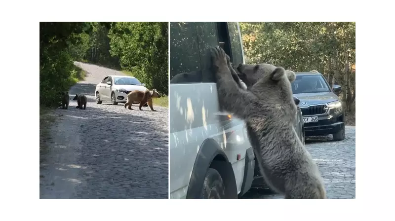Doğanın Sessiz Çığlığı: Bozayıları Besleyen Adamın Şaşırtan Hikayesi!