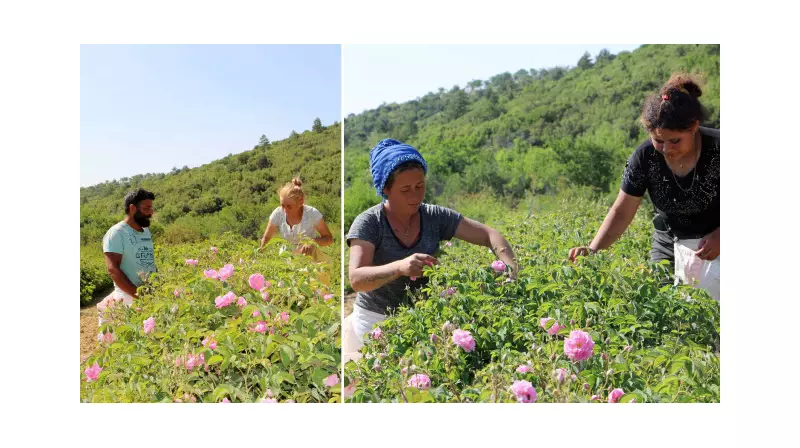 Don Felaketi! Çiçek Bahçelerinde Rekolte Yüzde 30 Düştü - Çiftçiler Zor Durumda