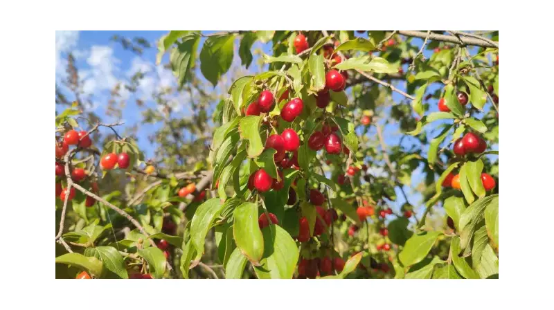 Şerbetçi Otu Çayı ve Meyvesi: Kalp Dostu, Enfeksiyon Düşmanı!