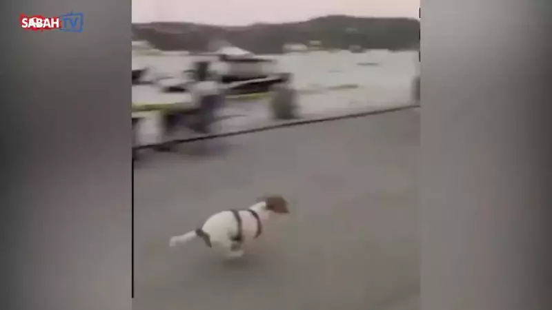 Erol Köşe'nin Kızı Dijan'dan Skandal Paylaşım: Kız Kardeşinin Denize Atlayışını 'Kahkahalarla İzledi'