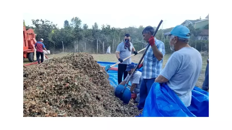 Fındık Hasadında Görünmez Tehlike! Toz Alerjik Reaksiyonları Tetikliyor