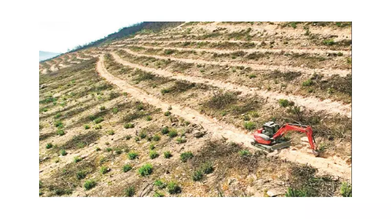 Foca'da Sonbahar Rüzgarlarıyla Yeşeren Umutlar: 150 Bin Fidan Toprakla Buluşuyor!