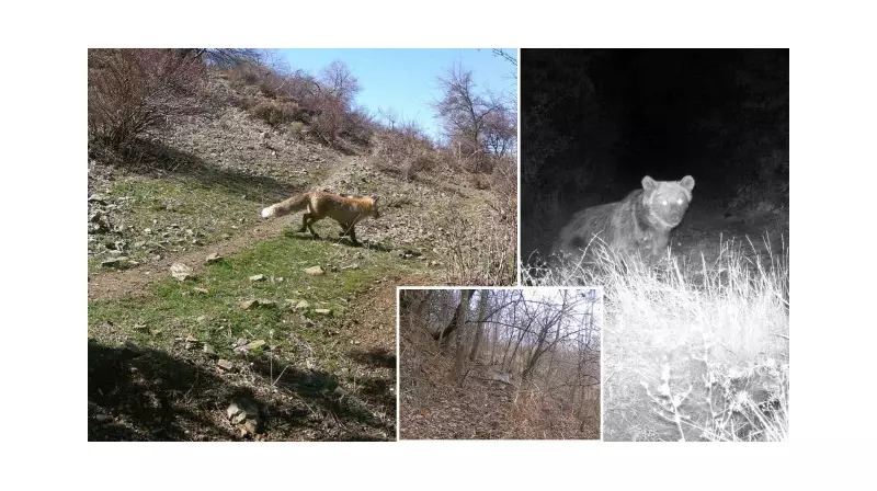 Fotoğraflarla Doğanın Gizemli Dünyası: Fotokapanlar Yaban Hayatını Gözler Önüne Seriyor!