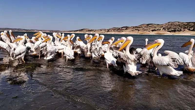 Frig Vadisi'nde Pelikanların Muhteşem Dansı: Porsuk Baraj Gölü'nün Misafirleri