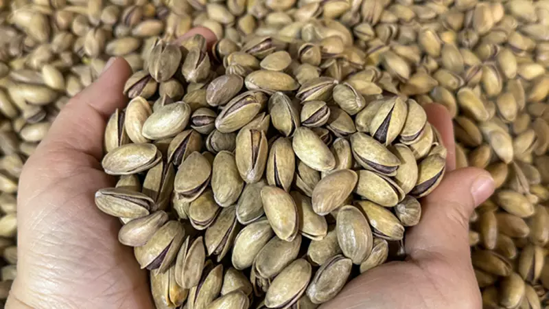 Fıstık Sektöründe Dev Denetim! 3 Bakanlık Harekete Geçti