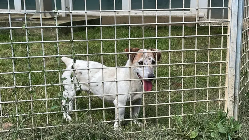 Gaziantep'te Sahipsiz Dostlarımız Artık Daha Güvende! Büyükşehir Sahip Çıktı