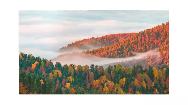 Geleceğimiz İçin Ormanları Korumanın Hayati Önemi: İşte Yapabilecekleriniz!