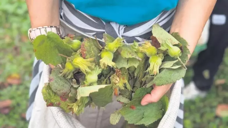 Giresun Fındığına TMO'dan Rekor Fiyat: 200 TL'ye Alım Başlıyor!