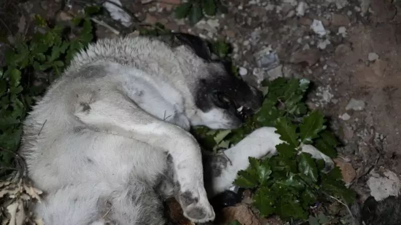 Gümüşhane'de Ürkütücü Olay: Sokak Köpekleri Yine Ölü Bulundu!