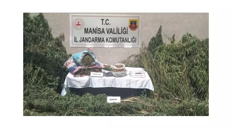 Gördes'te Jandarma Kenevir Operasyonu: 2 Gözaltı ve 1,5 Ton Ele Geçirildi!