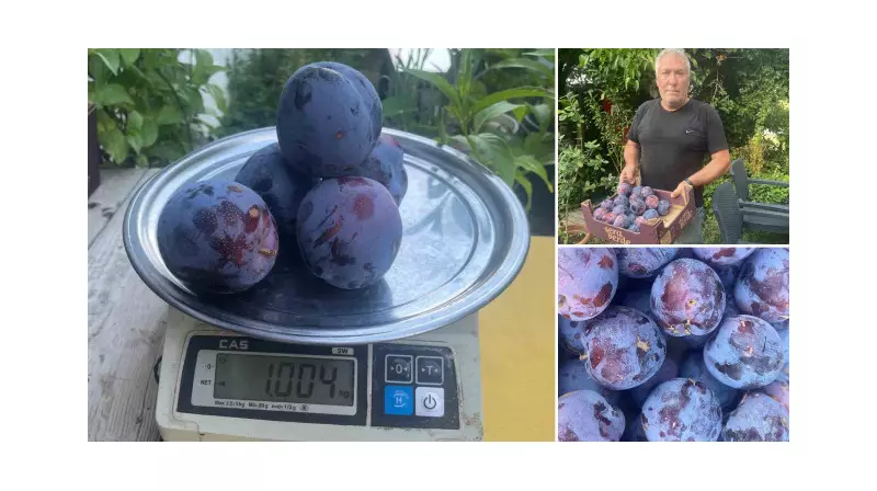 Görenlerin Şaşkınlıkla Karışık Hayran Kaldığı Erik Türü: Sadece Süleymanlı Yaylası'nda Yetişiyor!