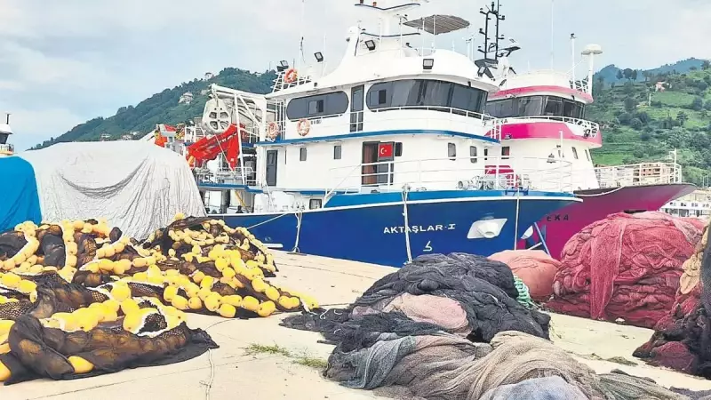 Hamsi ve İstavrit Bolluğu: Bu Sezon Balıkçıların Yüzü Gülecek!