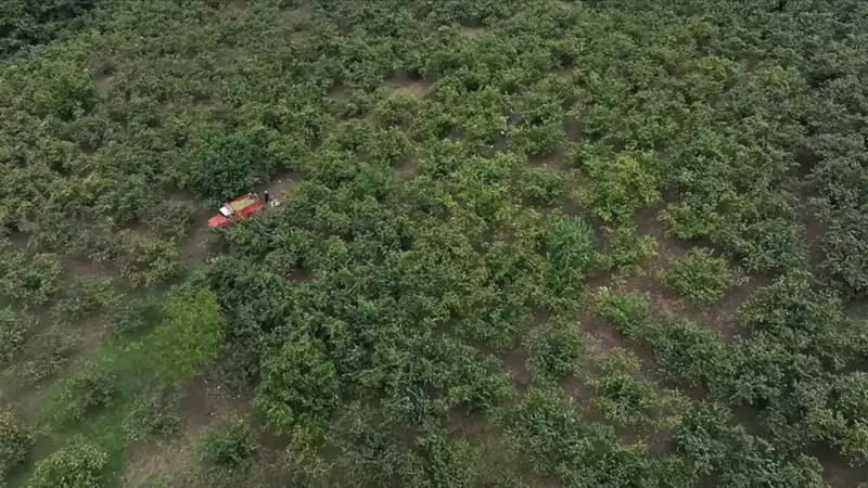 Hasat Zamanı Çocuklarda Fındık Tehlikesi! Uzmanlar Aileleri Uyarıyor