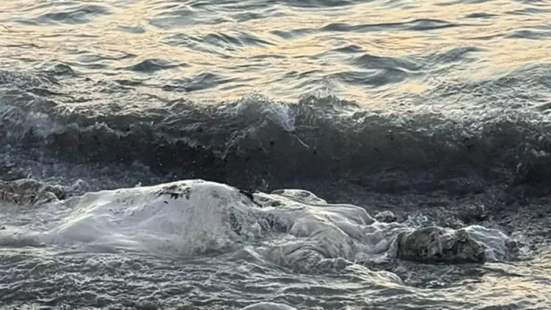 Hatay Sahilinde İnanılmaz Görüntü: Dev Angus İneği Denizden Çıktı!