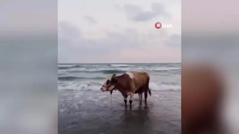 Hatay'da Kavurucu Sıcaklardan Kaçan İnek, Serinlemek İçin Denize Atladı!