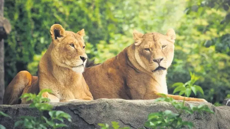 Hayvanseverlerin Kanını Donduracak Teklif: 'Evcil Hayvanlarınızı Eşinizle Paylaşın'