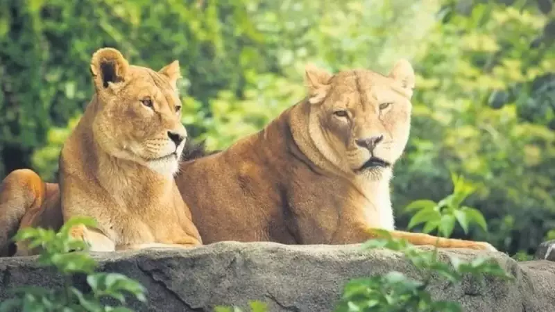 Hayvanseverlerin Kanını Donduracak Teklif: 'Evcil Hayvanınızı Satın Alalım'