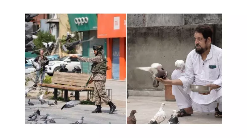 Hindistan'da Güvercin Beslemek Yasaklandı: Salgın Alarmı mı Geliyor?