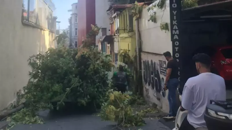 Şiddetli Rüzgar Dev Ağacı Yere Serdi: Yoldan Geçen Olmaması Büyük Faciayı Önledi!