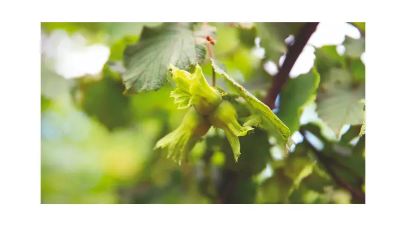 Şiir Yazmanın Sırları: Kalbinizi Kağıda Dökmek İçin 5 Adım