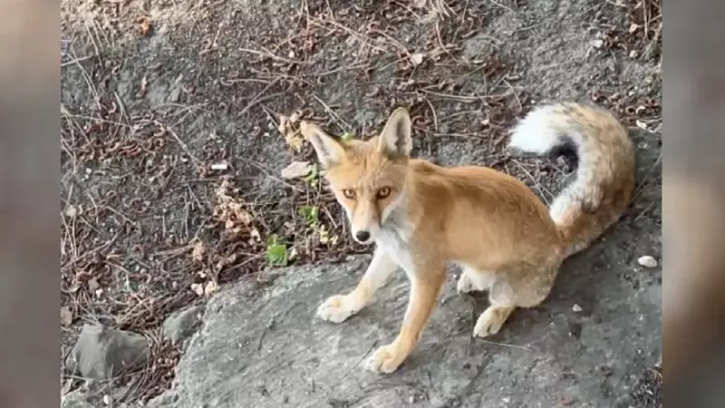 İşçilerin Sevimli Misafiri: Her Gün Yemekhaneye Gelen Tilki Dostumuz