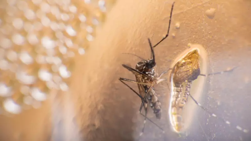 Çin'de Chikungunya Alarmı: ABD'den Seyahat Edenlere Kritik Uyarı!