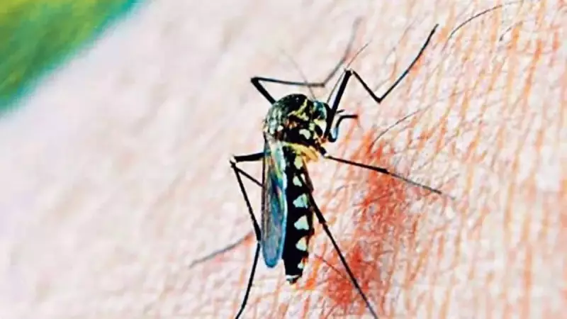 Çin'de Sivrisinek Alarmı: Vaka Sayısı 7 Bini Aştı!
