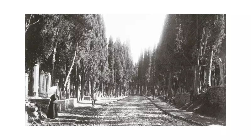 Karacaahmet'in Tarihi Servileri: İstanbul'un Yeşil Hafızasına Yolculuk