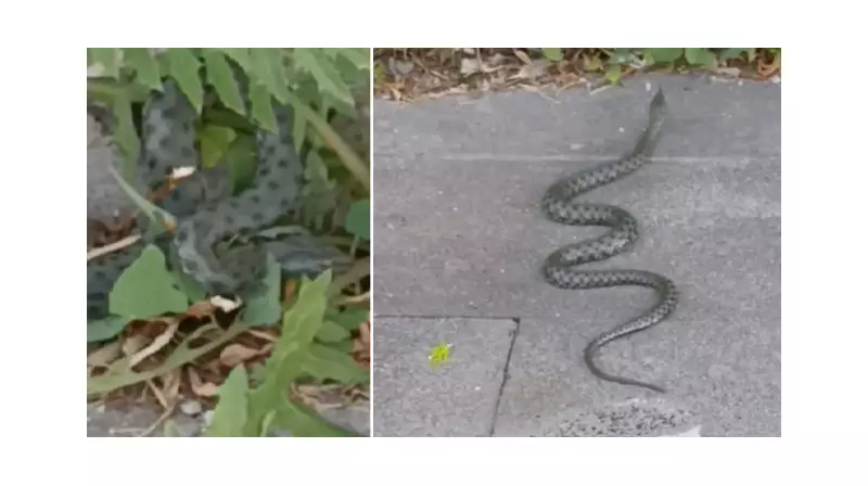 Kars'ta Sokakta Görülen Yeşil Yılan Vatandaşları Tedirgin Etti!