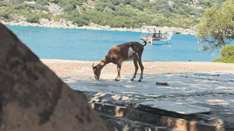 Kaş'ta Safari Keyfi Sürprizi: Caddelerde Yürüyen Develer Görenleri Şaşkına Çevirdi!