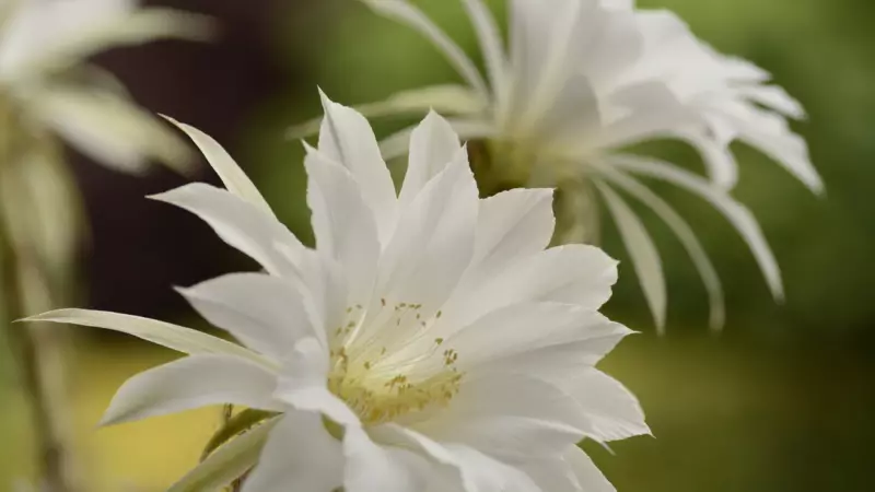 Kaudupul Çiçeği: Dünyanın En Pahalı Çiçeği Hakkında Şaşırtıcı Gerçekler!