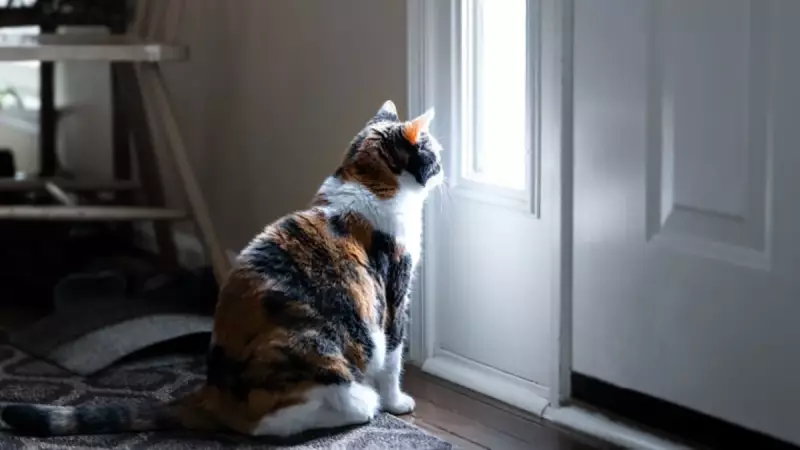 Kediler Kapalı Kapıların Arkasında Neden Miyavlar? İşte Şaşırtıcı Gerçek!