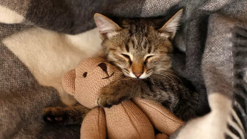 Kediler Sahiplerinin Ömrünü Uzatıyor: Bilimsel Araştırma Sonuçları Şaşırttı!