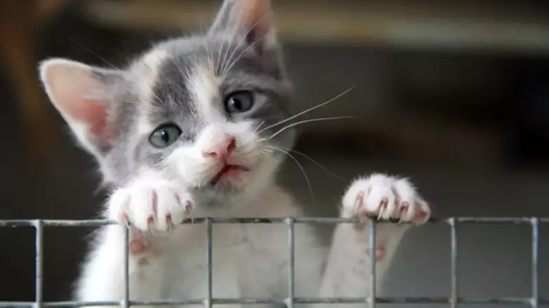 Kedilerin Gizemli Ölümleri: Belediye Sonunda Harekete Geçti!