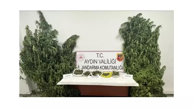 Kestane Bahçesinde Kenevir Skandalı: Gözden Uzak Diye Düşünmüşler, Yanılmışlar!