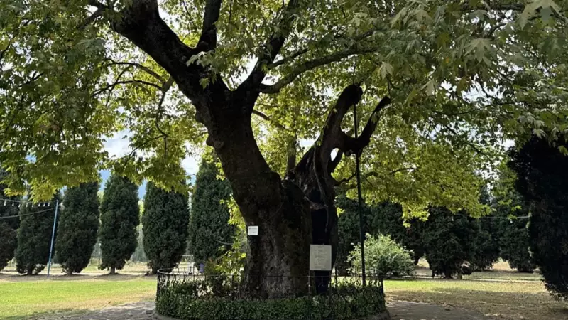 Kocaeli'deki Bin Yıllık Çınar Ağacı: Tarihe Meydan Okuyan Doğa Harikası!