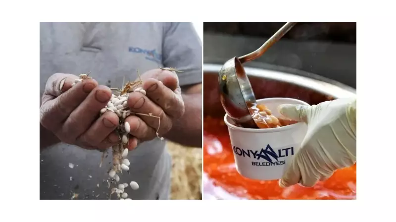 Konyaaltı'nın Meşhur Candır Fasulyesi Artık Coğrafi İşaret Alıyor! İşte Detaylar
