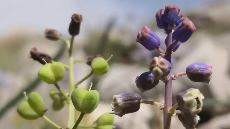 Konya'da Botanik Dünyasını Sarsan Keşif! Yepyeni Bir Bitki Türü Bulundu ve İsmi de Konya'dan: Konya Sümbülü