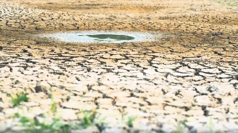 Kuraklık Alarmı: Buğday, Arpa ve Mercimek Üretimi Tehlike Altında!