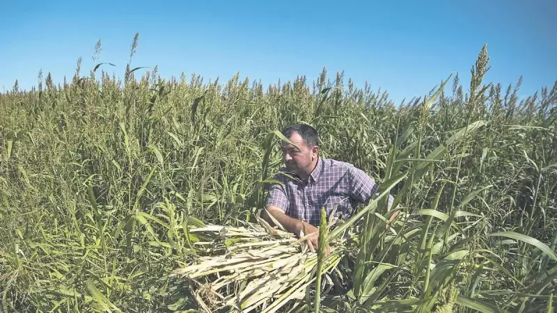 Kuraklık Çiftçiyi Vurdu: Hayvanlarını Doyurmak İçin Alternatif Yem Arayışına Girdiler!