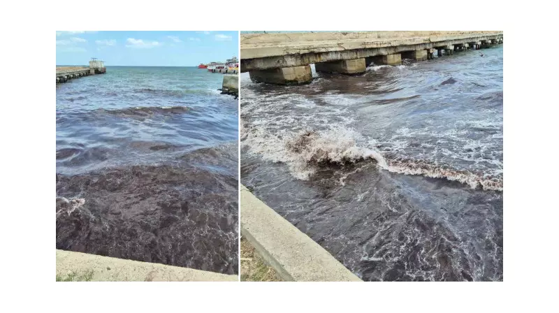 Kızıl Yosun İstilası: Poyrazın Getirdiği Doğa Olayı Şaşırttı!