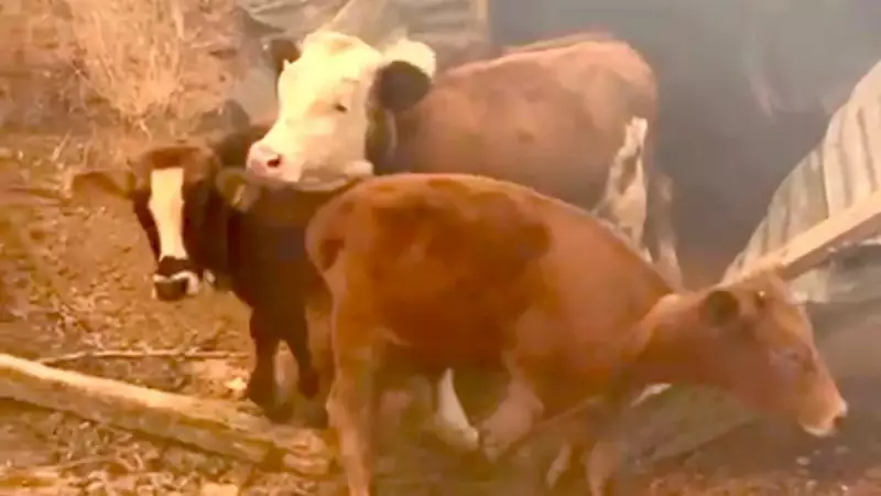 Malatya'da Çıkan Yangın Korku Yarattı: Alevlerin Gölgesinde Kalan Mahalle!