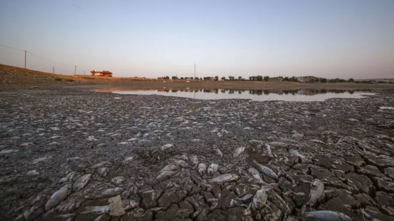 Mardin'de Kuraklık Felaketi: Binlerce Balık Hayatını Kaybetti!